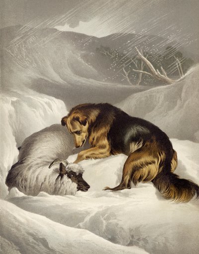 إنقاذ الأغنام بواسطة إدوين بعد Landseer
